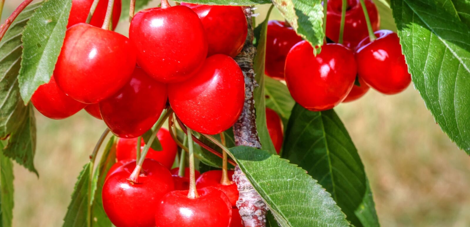 Visit the Cherry Festival